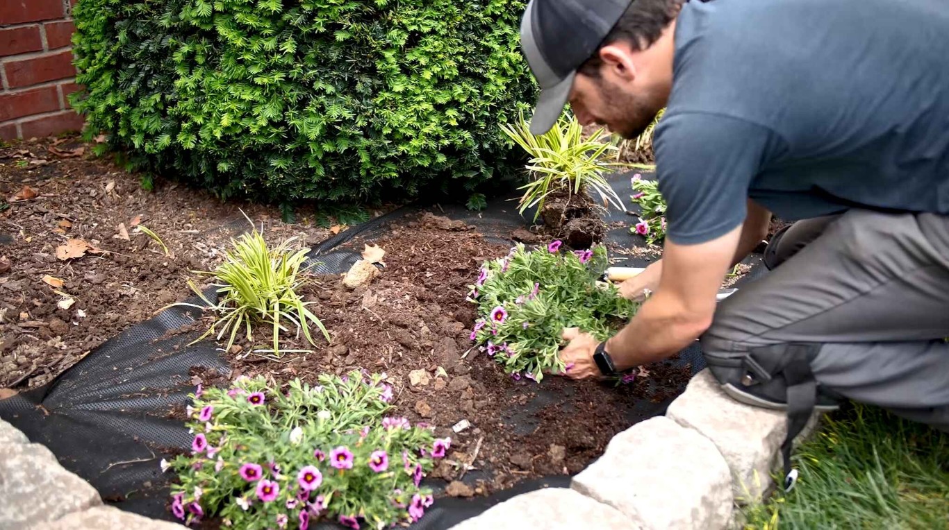 Landscaping professional installing colorful flowers in mulched garden bed in Indio, CA